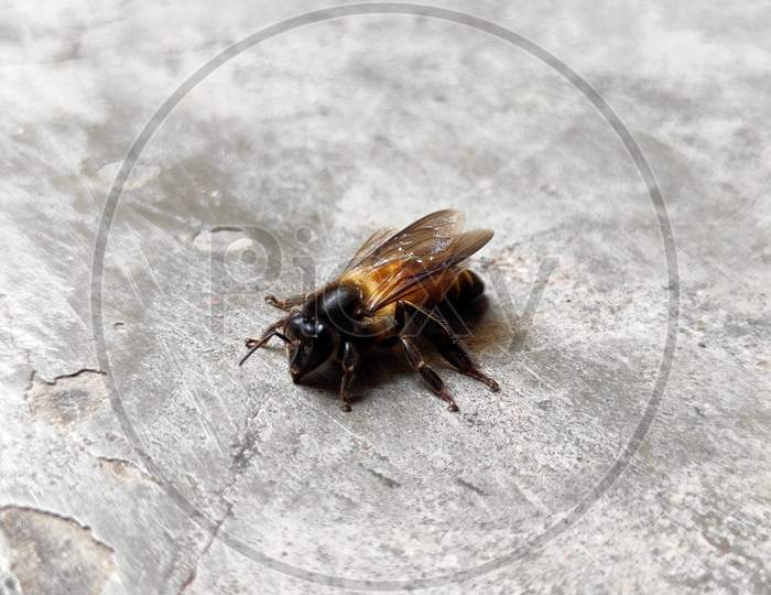 Honey bee setting on the ground