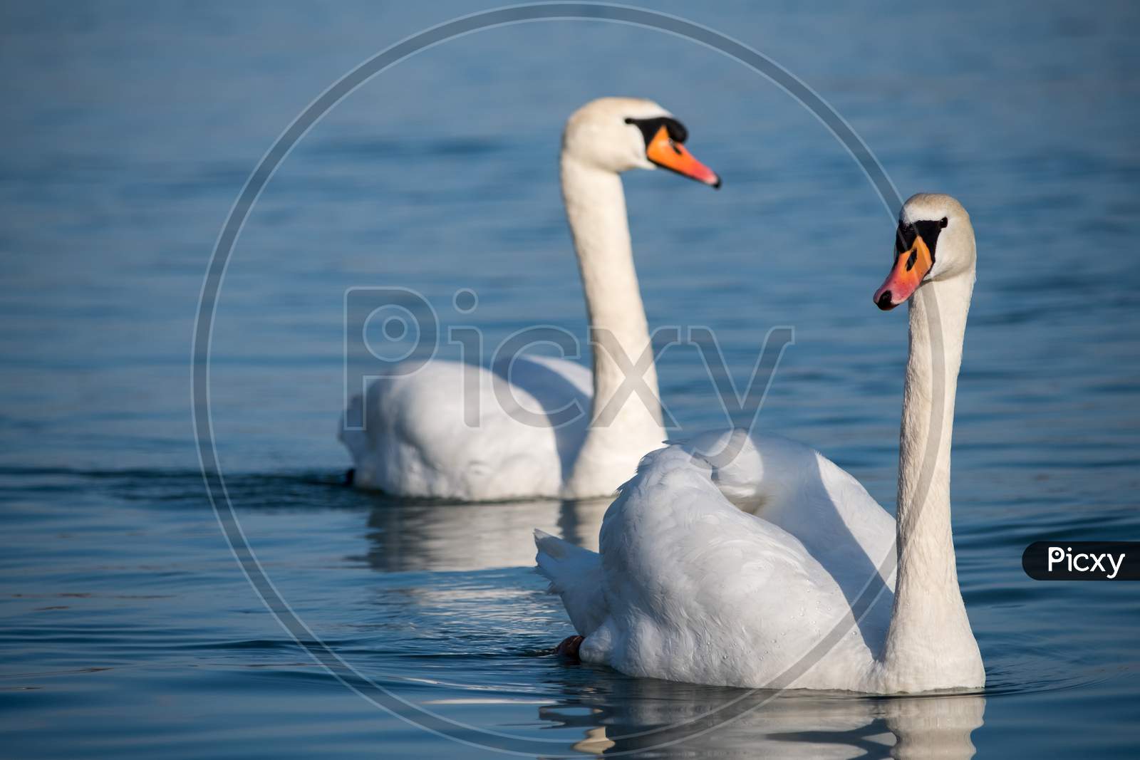 White Swans Swimming In The Danube River In Serbia