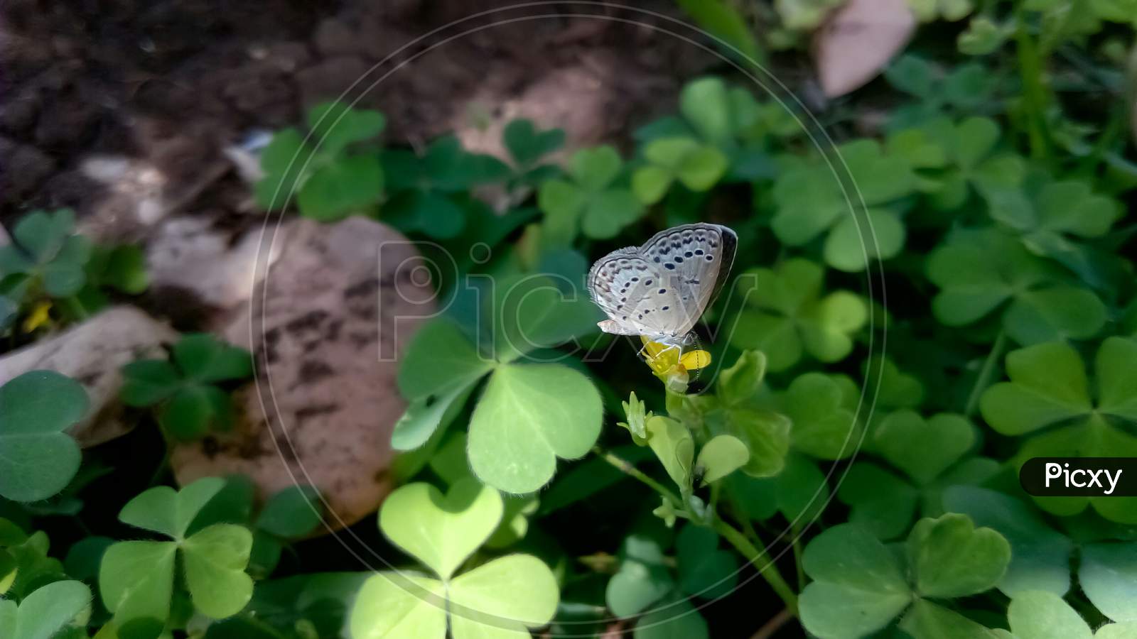 melissa butterfly white blue on flower
