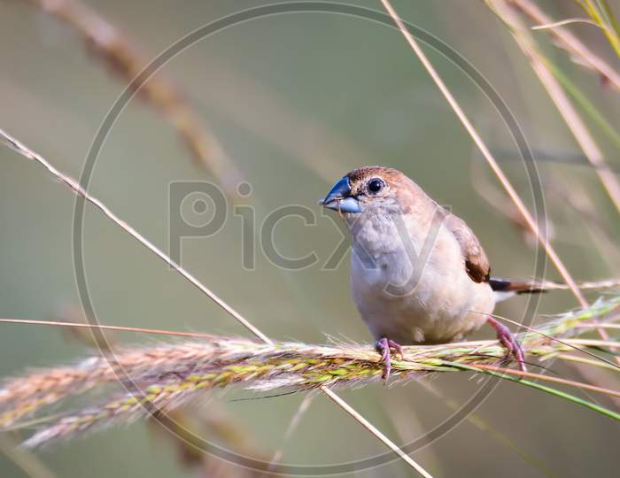 Indian Silverbill Perched On Crops