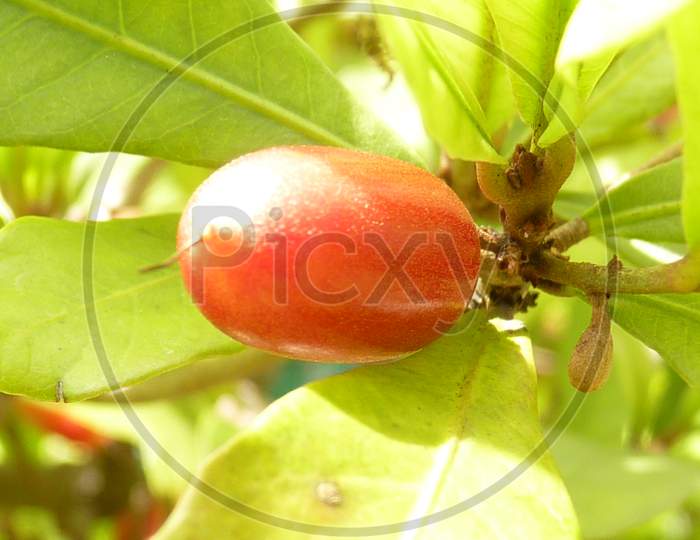 Micaculous Berry，Miracle Fruit，Mysterious Fruit