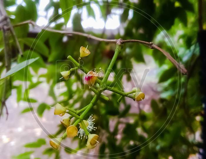 Jamun flower,Syzygium cumini plum flowers
