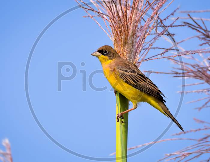 Black-Headed Bunting Perched On Field