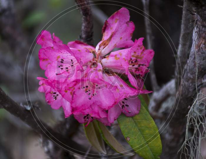 A beautiful Pink Rhododendron Flower in Okhrey Sikkim Eastern Himalaya