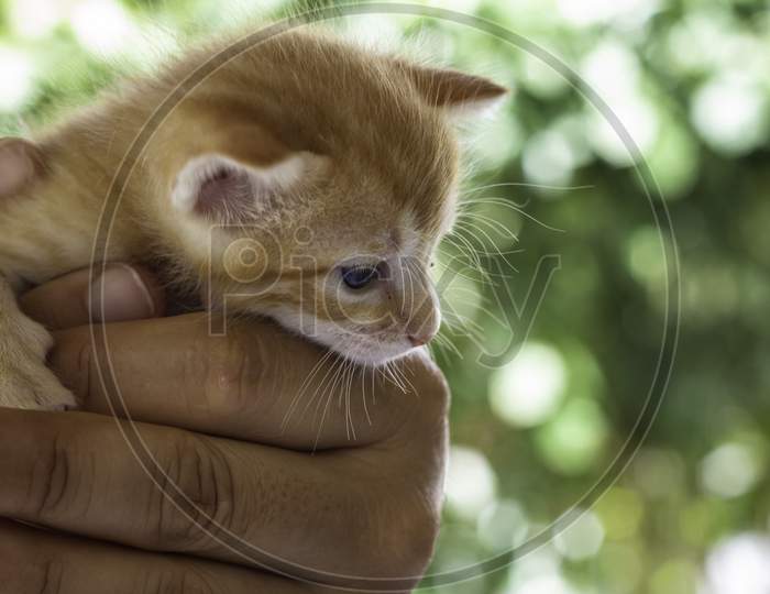 Small Cat Held In The Hands Of A Man. Domestic Animal Baby.