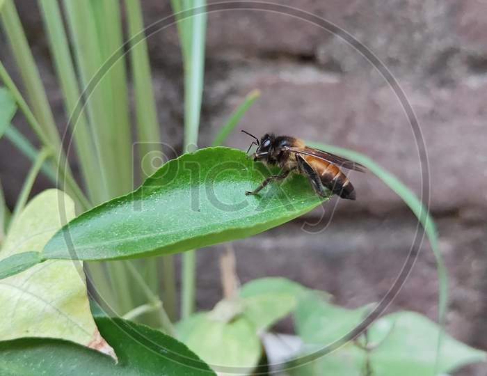 Honey bee setting on the leaf