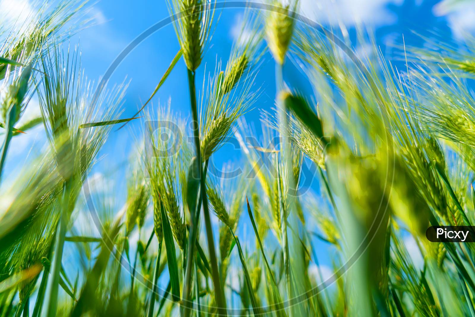 Ripening Bearded Barley On A Bright Summer Day Day. It Is A Member Of The Grass Family, Is A Major Cereal Grain Grown In Temperate Climates Globally.