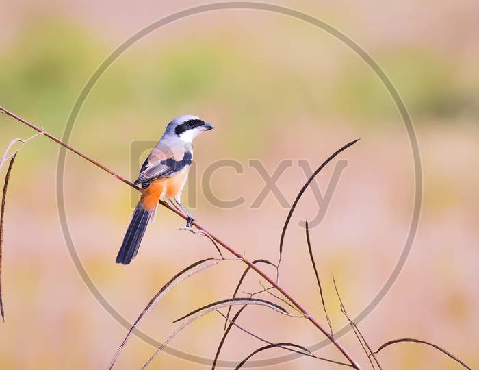 Long-Tailed Shrike Perched
