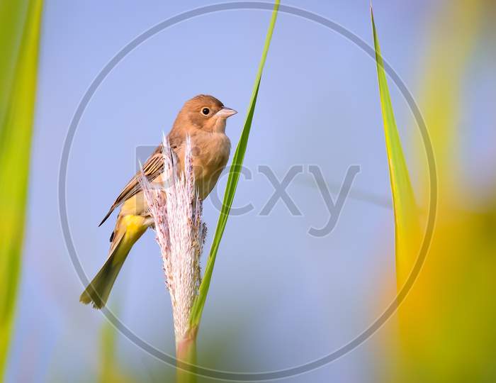 Red-Headed Bunting Perched On Field