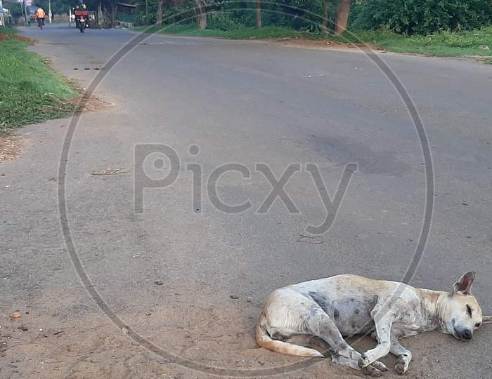 Stray Dog sleeping on the road