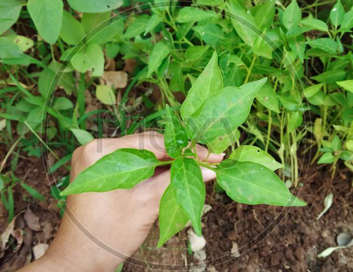 A hand holding a Sapling of a Chili plant