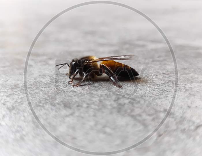 Asian giant hornet, Honey bee