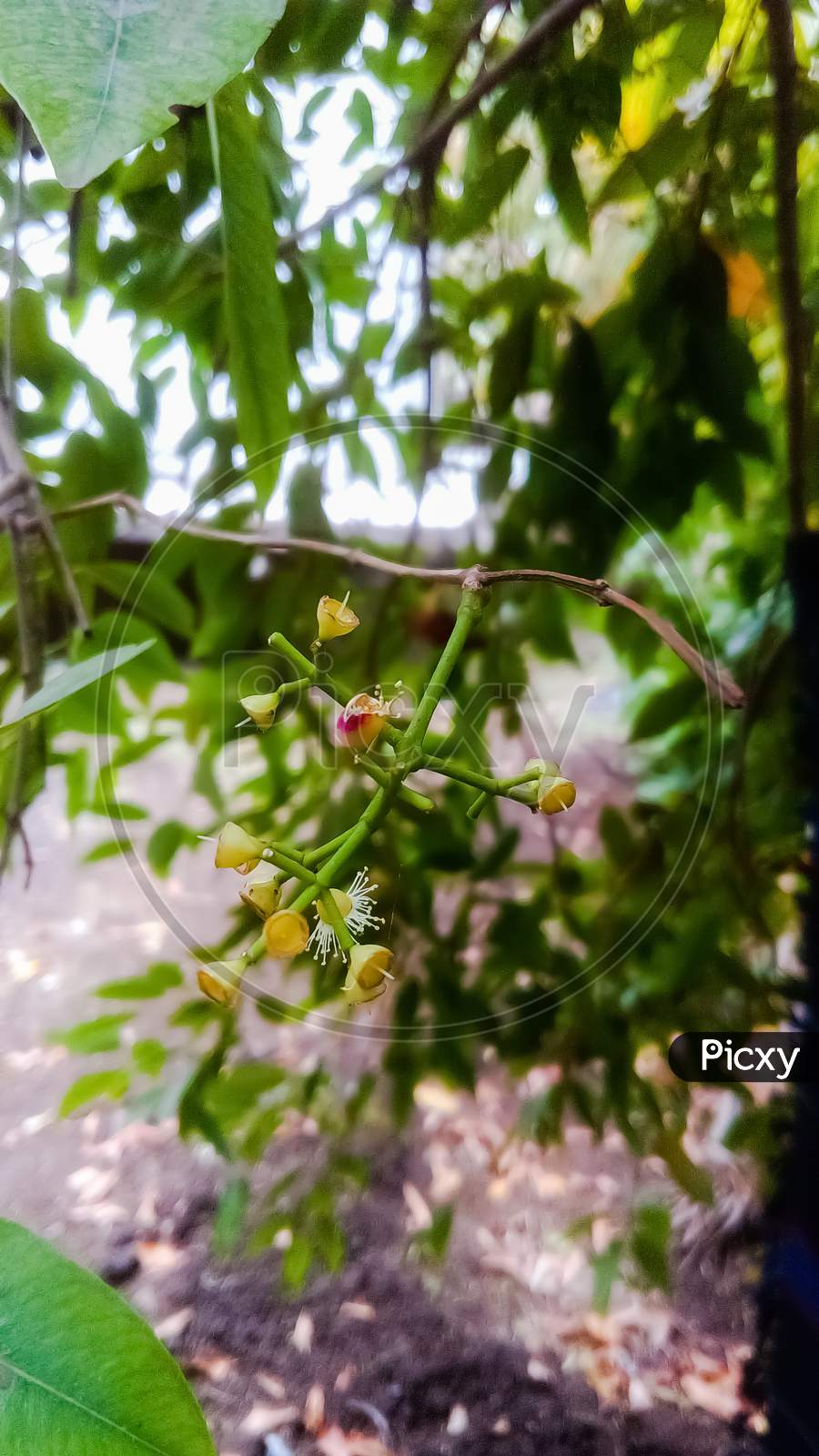 Jamun flower,Syzygium cumini plum flowers