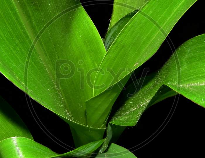 Green Leaves on black background ,close up of green leaf.