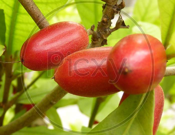 Micaculous Berry，Miracle Fruit，Mysterious Fruit