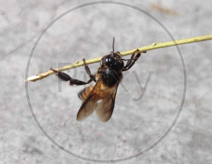 Asian giant hornet Honey bee