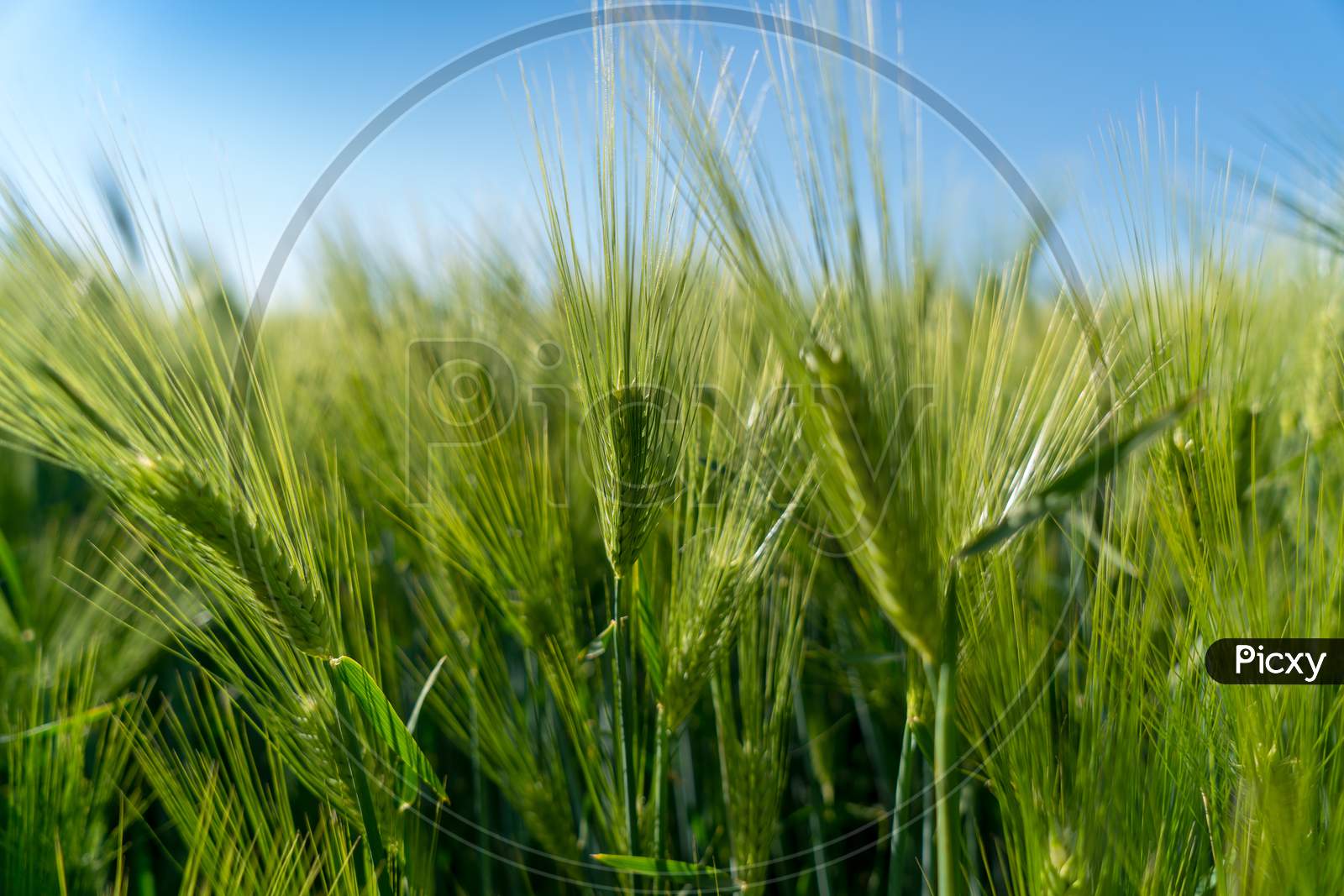 Barley Fields ,Barley Grain Is Used For Flour, Barley Bread, Barley Beer, Some Whiskeys, Some Vodkas, And Animal Fodder