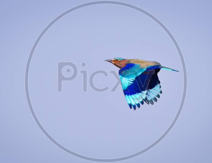 Indian Roller Flying With Wings Open