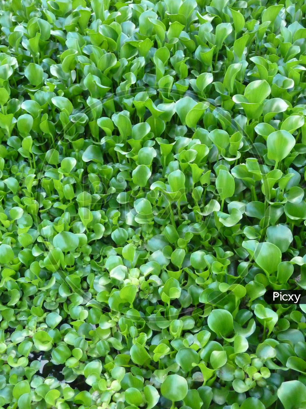Common Water Hyacinth，Water Hyacinth