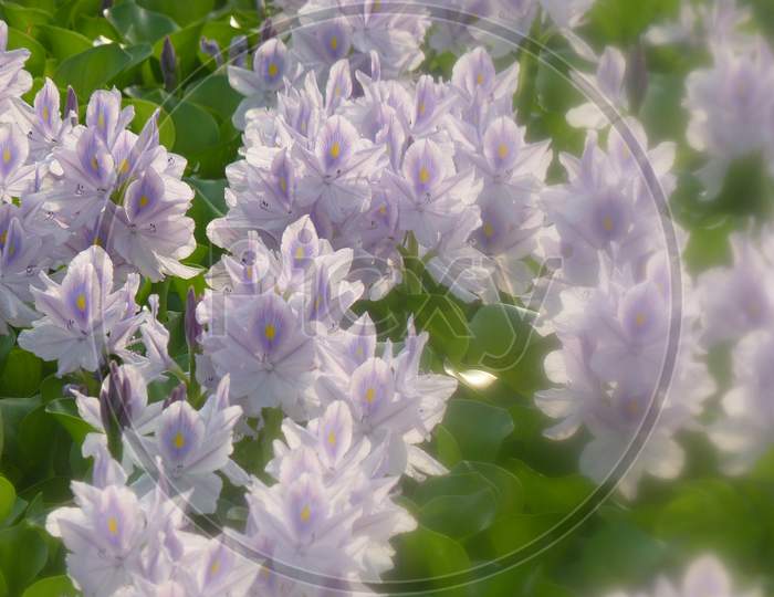 Common Water Hyacinth，Water Hyacinthv
