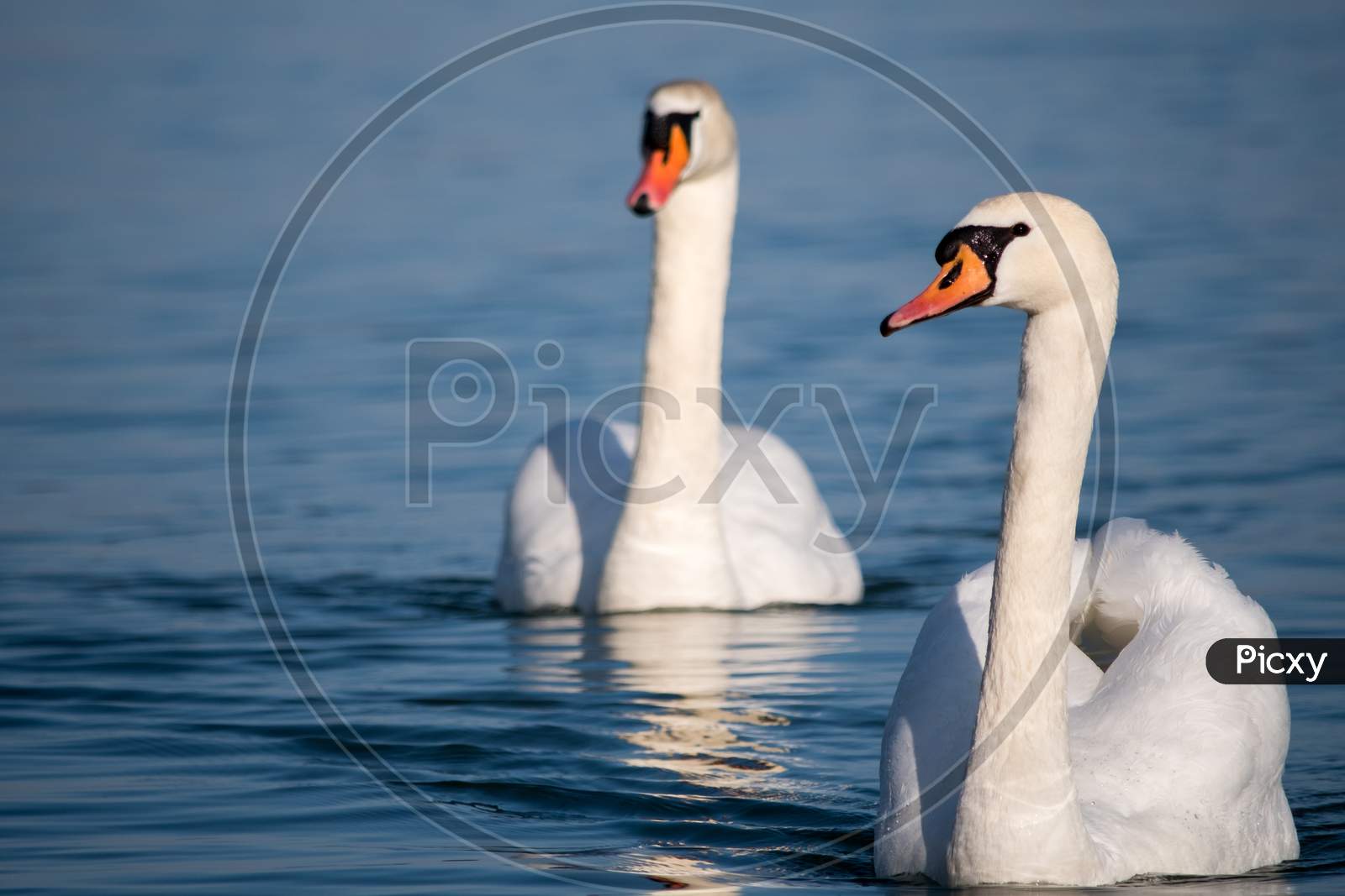 White Swans Swimming In The Danube River In Serbia