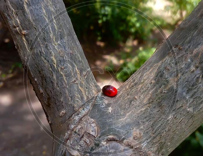 red black seed on bark