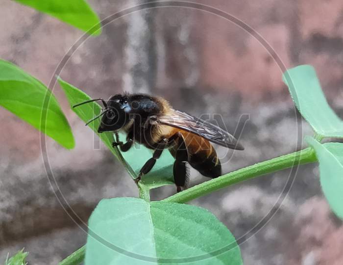 Honey bee setting on the leaf