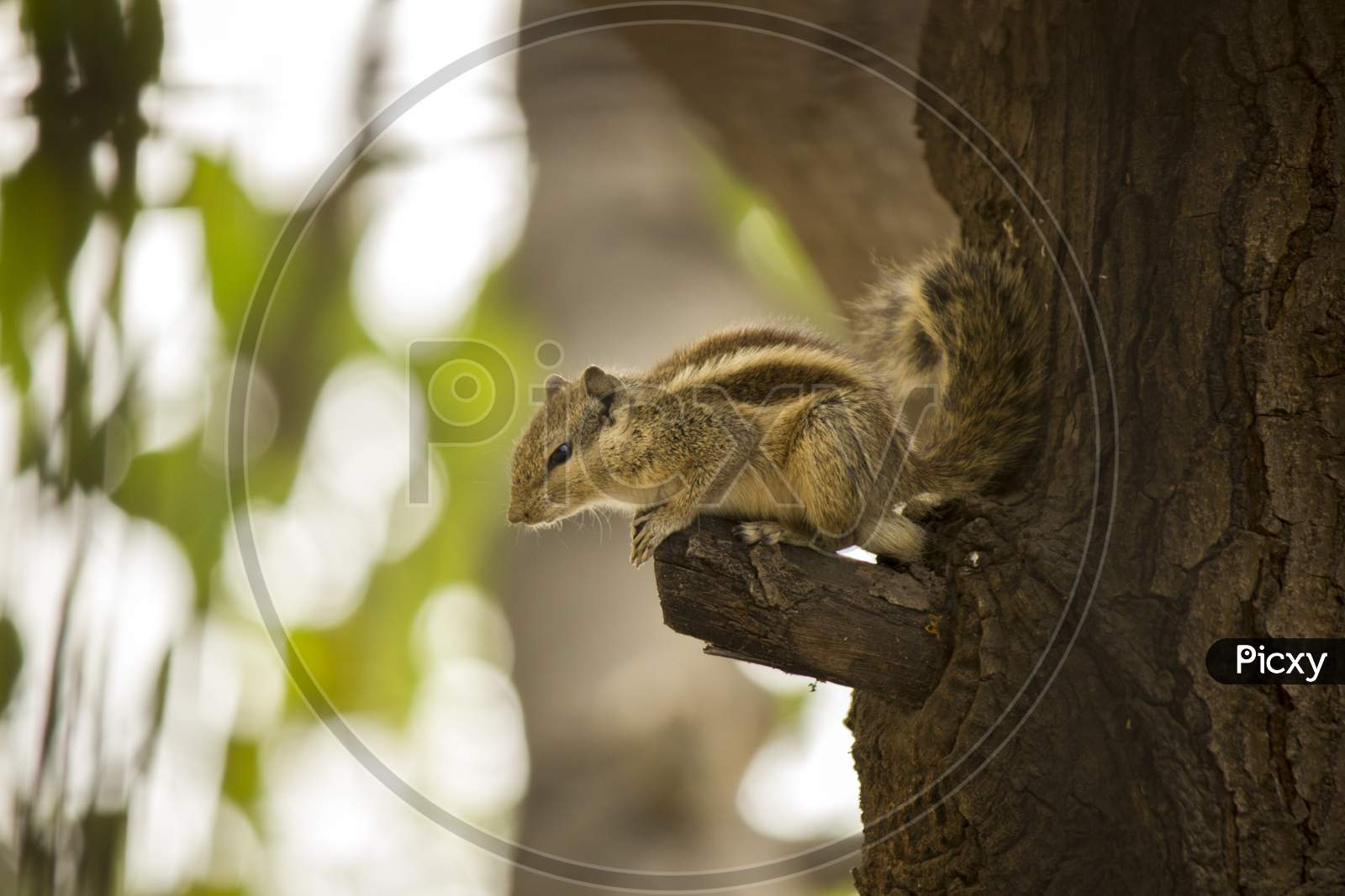 Squirrel on a tree