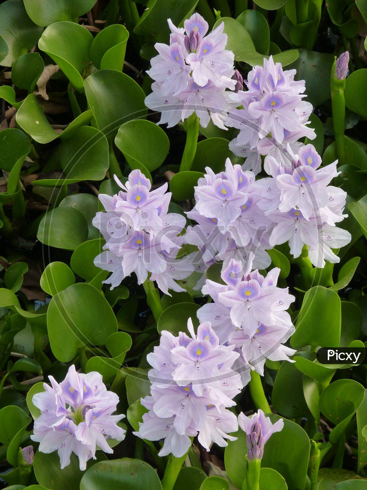 Image of Common Water Hyacinth，Water Hyacinth-JK359606-Picxy