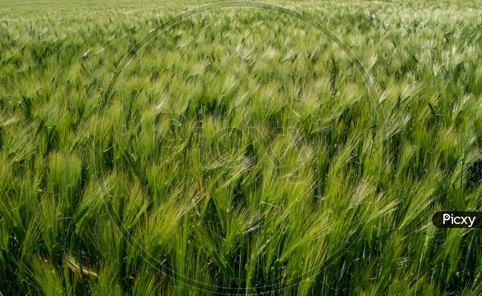 Barley Fields ,Barley Grain Is Used For Flour, Barley Bread, Barley Beer, Some Whiskeys, Some Vodkas, And Animal Fodder