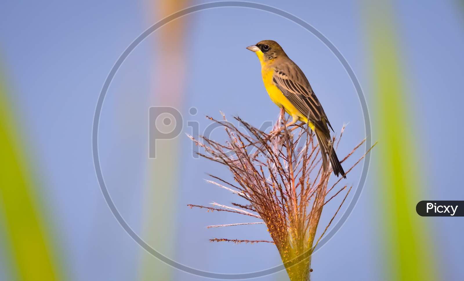 Black-Headed Bunting Perched On Field