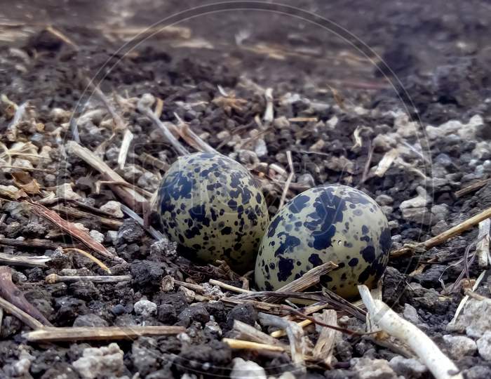 Red-wattled Lapwing Eggs micro &Closeup