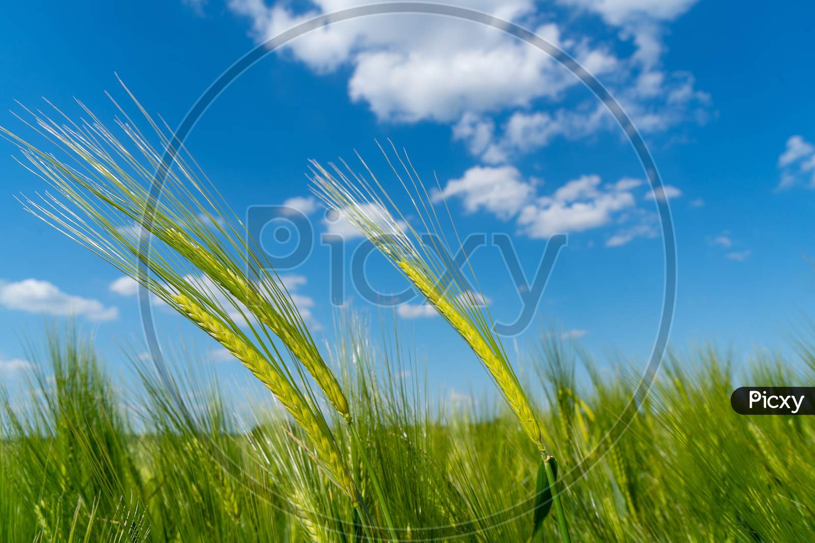 Ripening Bearded Barley On A Bright Summer Day Day. It Is A Member Of The Grass Family, Is A Major Cereal Grain Grown In Temperate Climates Globally.