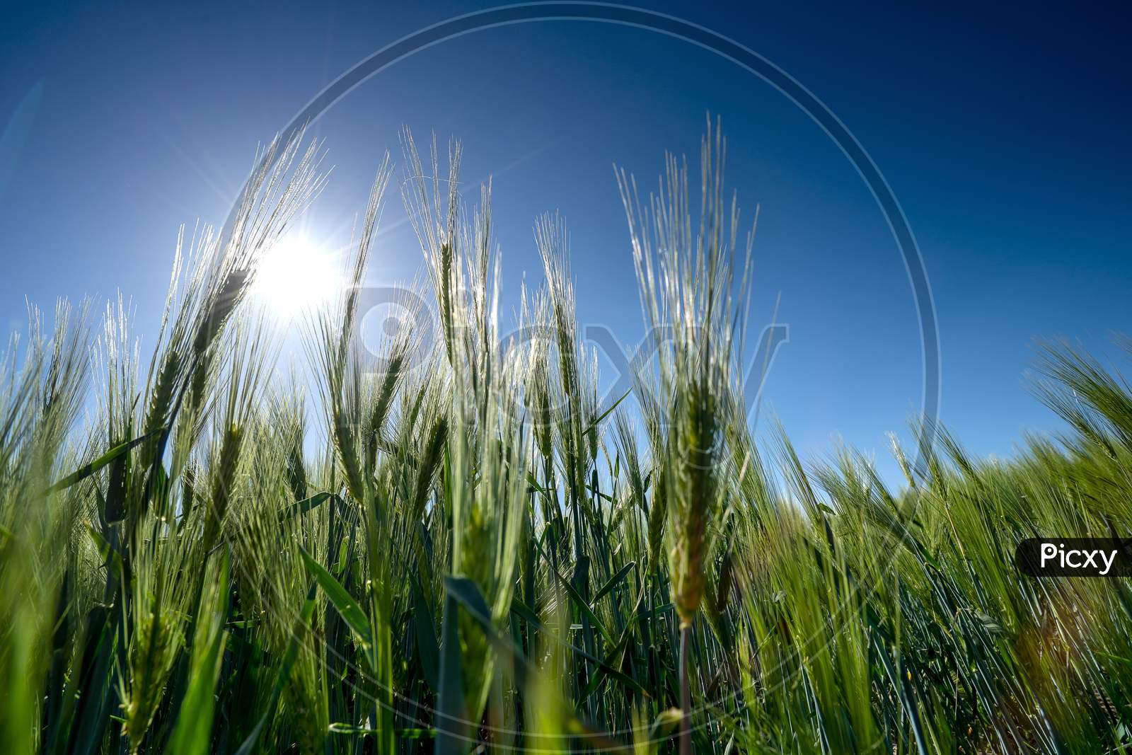 Barley With A Bright Blue Sky,Barley Grain Is Used For Flour, Barley Bread, Barley Beer, Some Whiskeys, Some Vodkas, And Animal Fodder