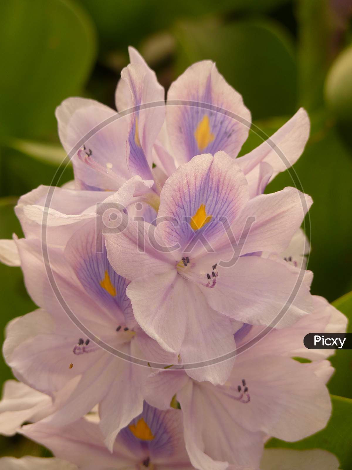 Common Water Hyacinth，Water Hyacinth