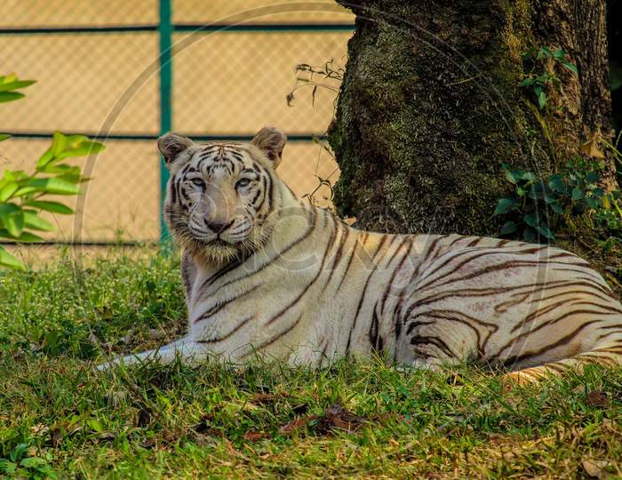 White Tiger in Zoo