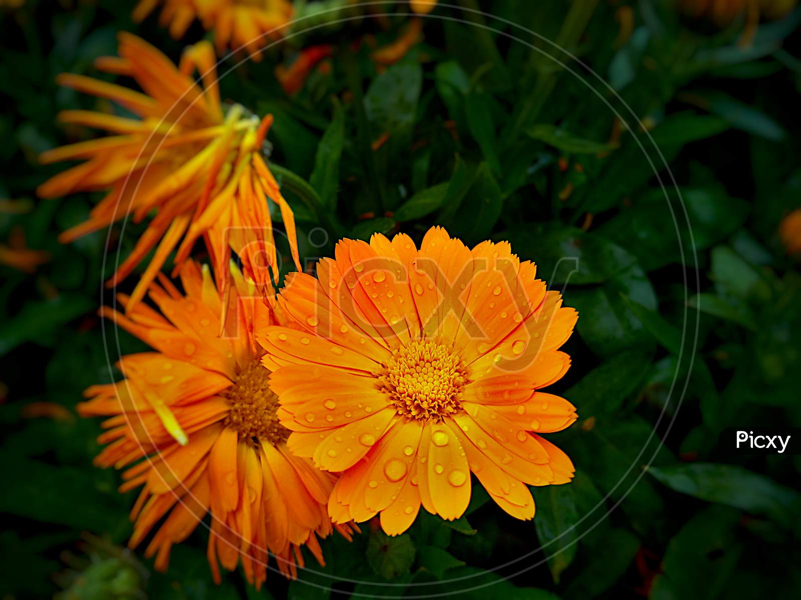 Closeup view of pot marigold flower with rain drops, it is very similar to transvaal daisy flower and calenduleae flower.