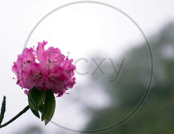 A beautiful Pink Rhododendron Flower in Okhrey Sikkim Eastern Himalaya