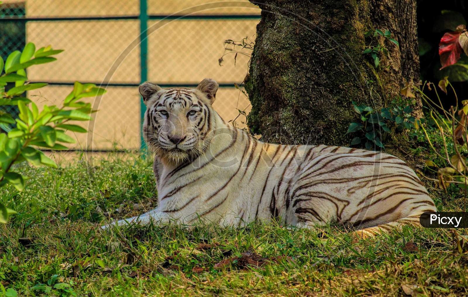 White Tiger in Zoo