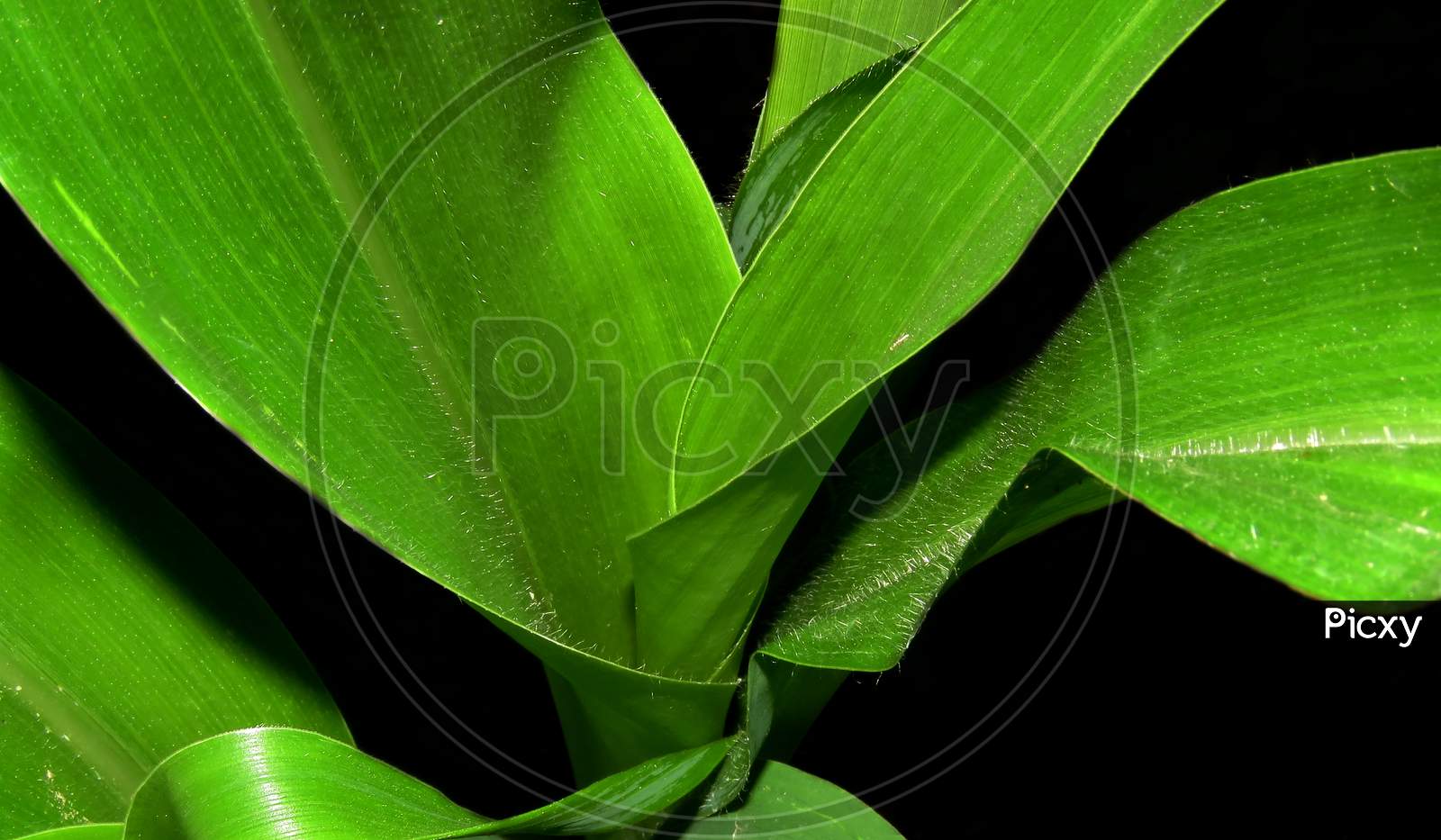 Green Leaves on black background ,close up of green leaf.