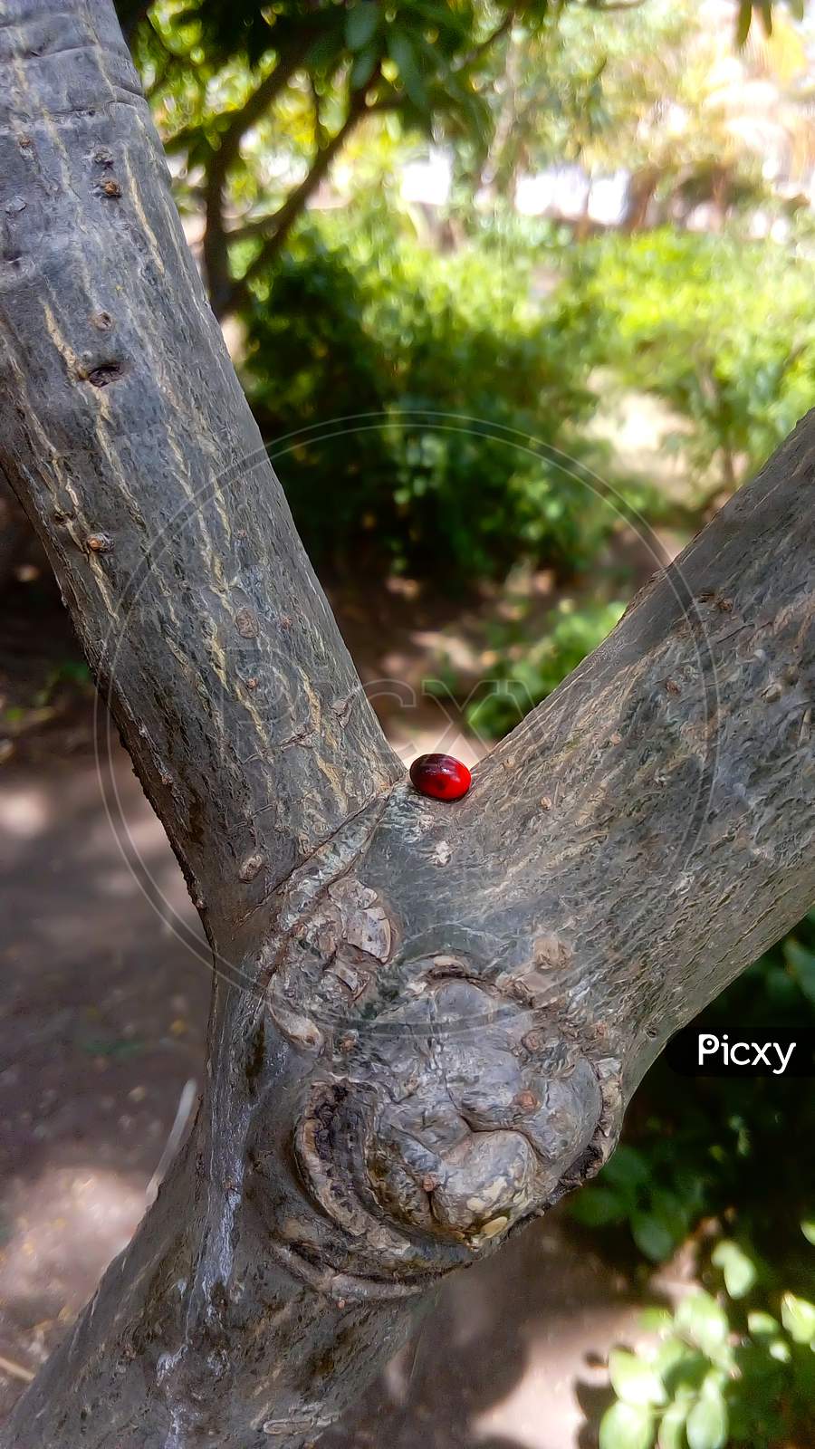 red black seed on bark