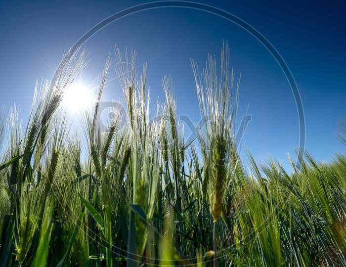 Barley With A Bright Blue Sky,Barley Grain Is Used For Flour, Barley Bread, Barley Beer, Some Whiskeys, Some Vodkas, And Animal Fodder