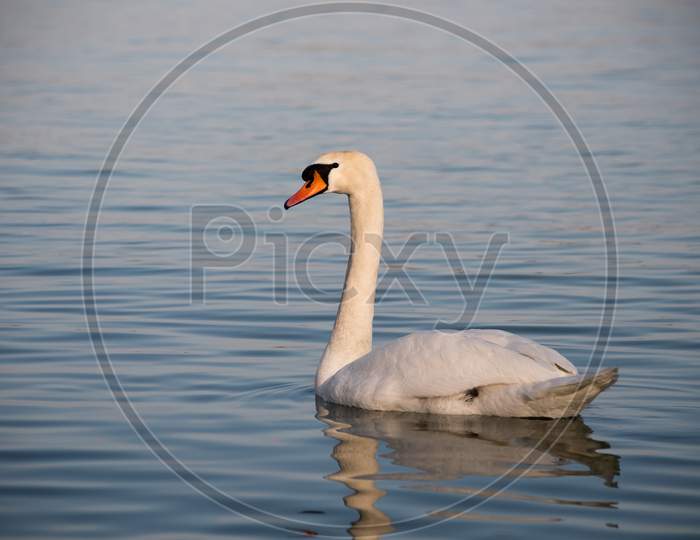 White Swan Swimming In The Danube River In Serbia