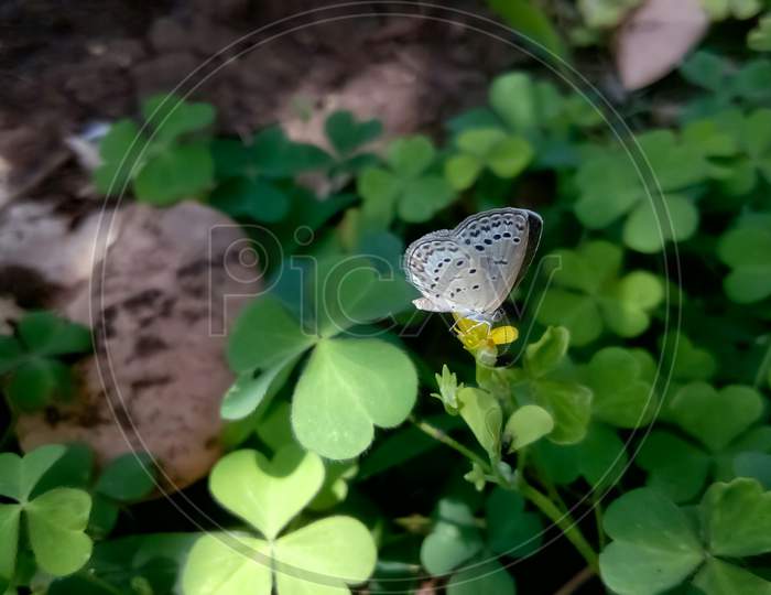 melissa butterfly white blue on flower
