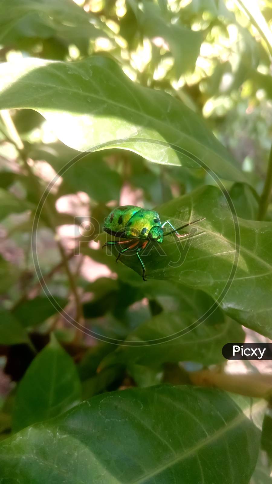 Green rainbow bug on leaf