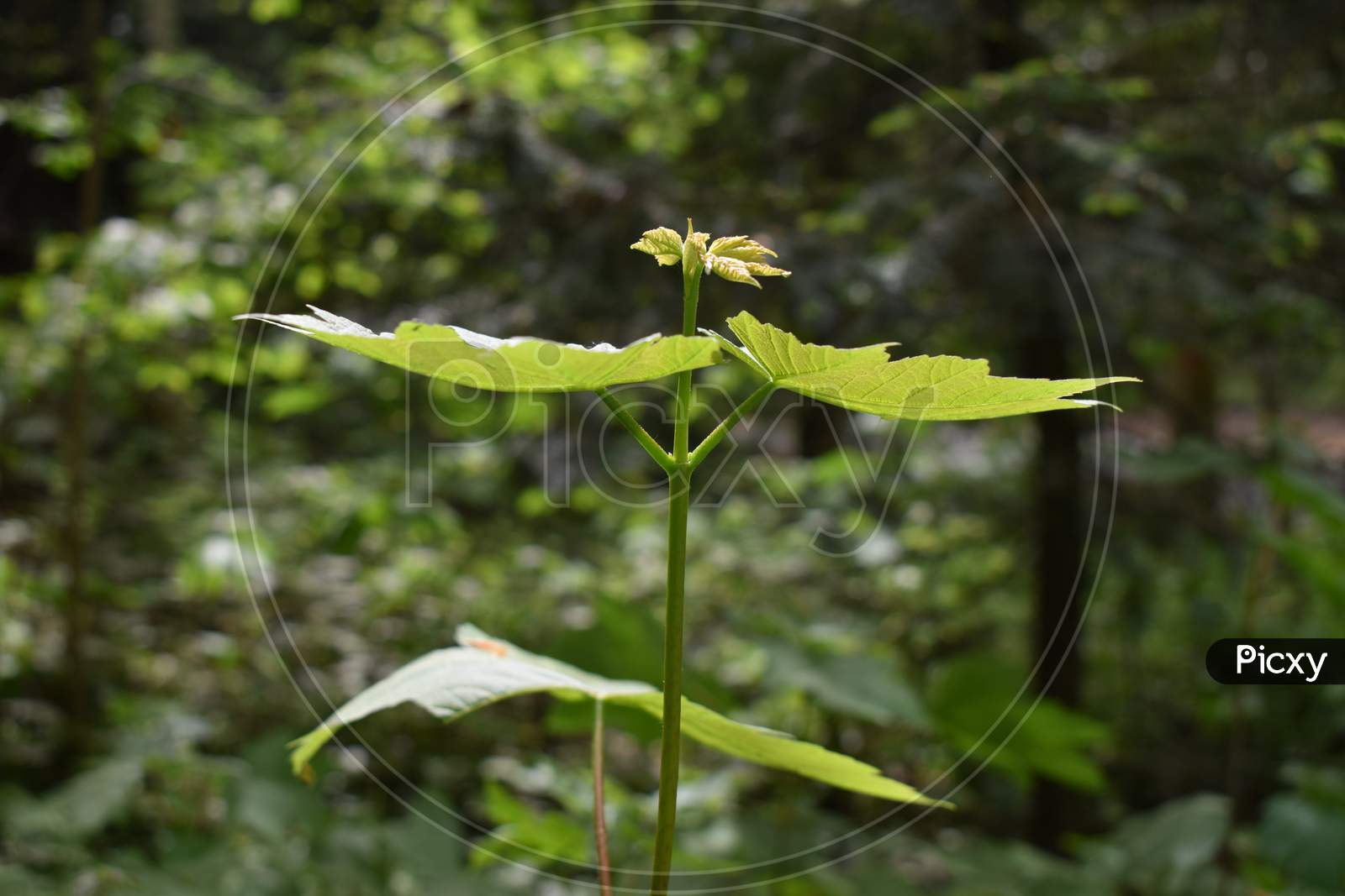 Young maple tree is growing in a forest in Liechtenstein 24.4.2020