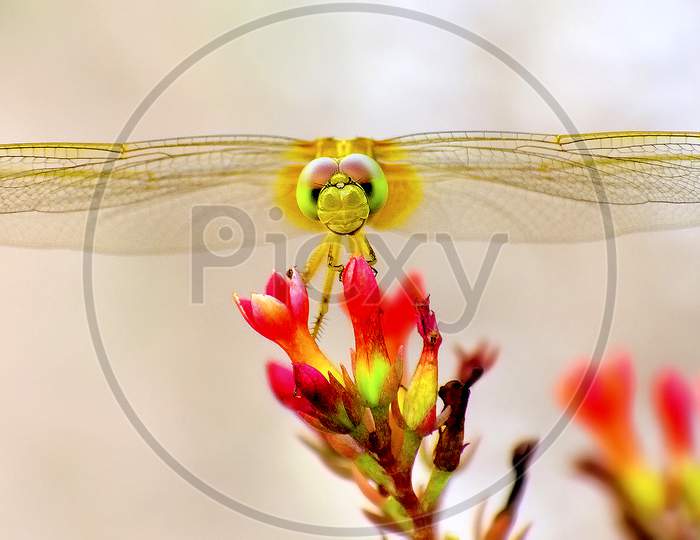 Dragonfly on small flowers