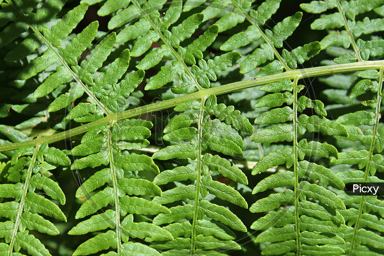 Close up view on fresh green plant leaves found in a northern europe forest