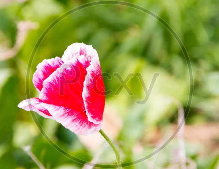 Detail Of Pink And White Red Poppy
