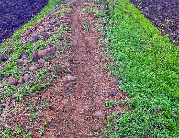 road for walking in farm land